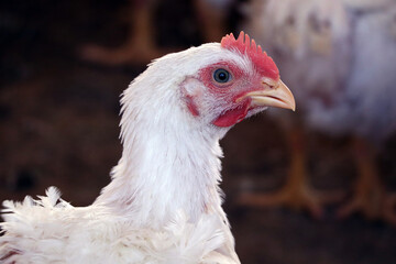 chicken