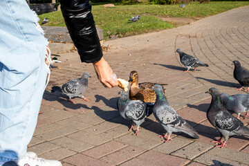 A girl feeds pigeons from her hands