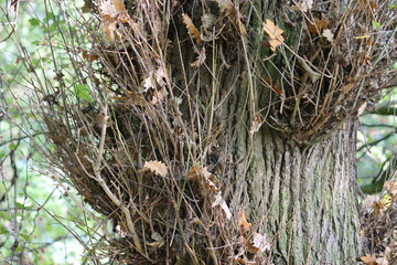 tree in autumn in vibrant colours