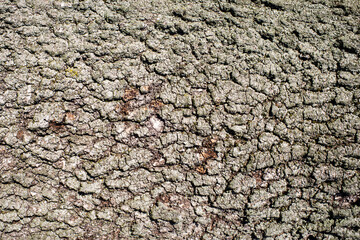 Tree bark texture. Forest moss background. Swamp environment background. Natural wood texture. Tree trunk in a forest closeup. Rustic vintage brown background. Trunk texture.