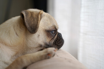 A portrait of a 6 month old female Pug puppy staring outside, on a top of a sofa