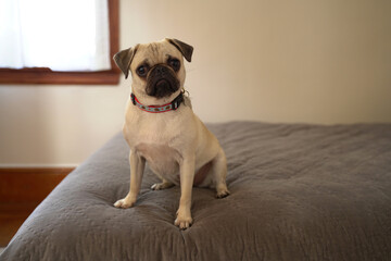 Female pug wearing a multi-colored collar on top of a bed