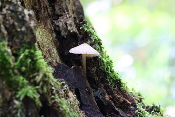 mushroom on a tree stump in autumn