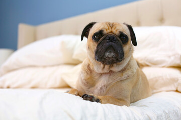 Male Pug dog relaxing on a neutral colored bed