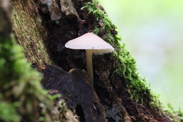 mushroom on a tree stump in autumn