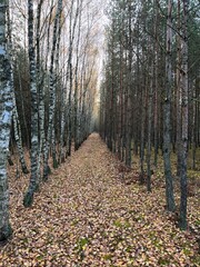 ścieżka w młodym lesie, jesień