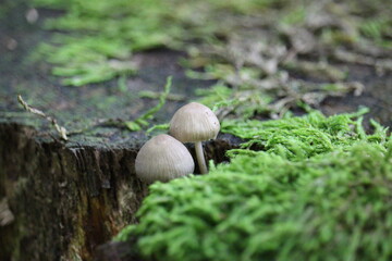 mushroom on a tree stump in autumn