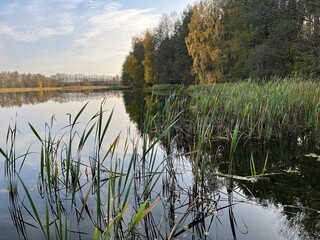 lilie i trzciny nad jeziorem © Magdalena