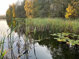 lilie i trzciny nad jeziorem © Magdalena