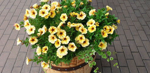 Yellow petunia flowers bloom on the background of paving stones. Panorama.