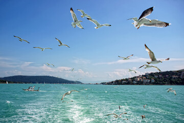 seagulls flying on the shores of the island in the sea of ​​marmara in istanbul