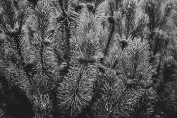 Branches of a green pine tree, close-up, grayscale