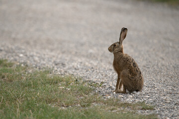Obraz premium hase, feldhase, wild, säugetier, ohr, fell, natur, ostern