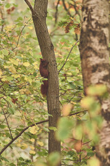 Red squirrel with acorn in mouth climbing up tree . High quality photo