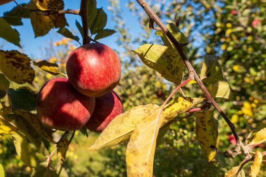 Apples, ripe for picking!