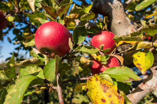 Apples, ripe for picking!