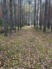 las jesienią © Magdalena