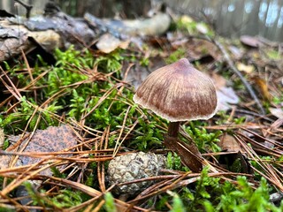 Brązowy, niejadalny grzyb w lesie