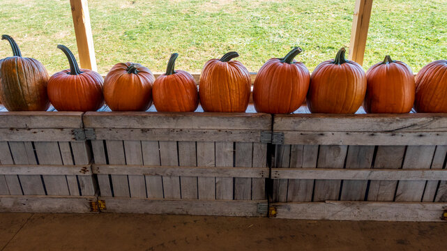 Pumpkins at the market
