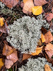 Jesienne tło, opadłe liście brzozy, porosty, widok z góry © Magdalena