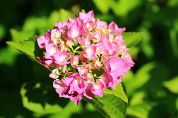 Hortensja ogrodowa Hydrangea macrophyl
