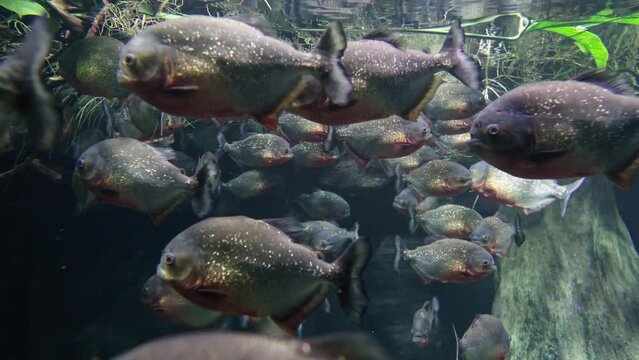 Piranha in the wild.Global climate changes.Endangered species.Wild animals in natural habitat.Habitat loss. Extinction of rare species.Impact of global warming on ecosystem balance. Thermal migration 