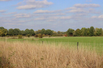 landscape picture with trees and grass