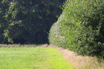 landscape picture with trees and grass