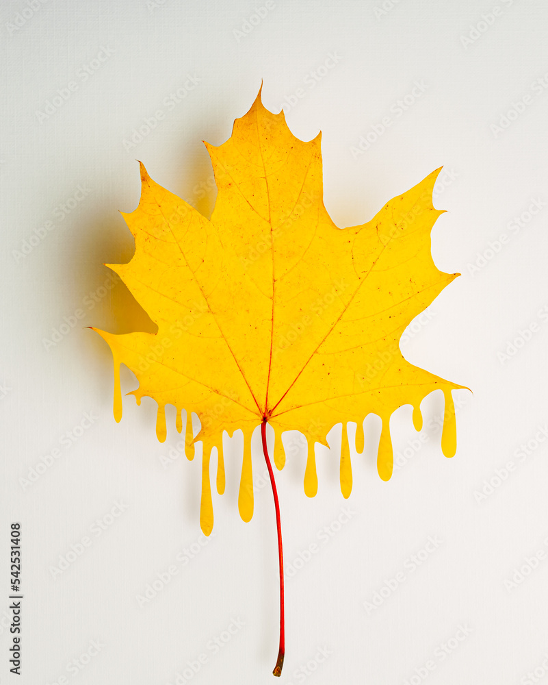 Canvas Prints yellow maple leaf with dripping paint effect on a light background. autumn symbol