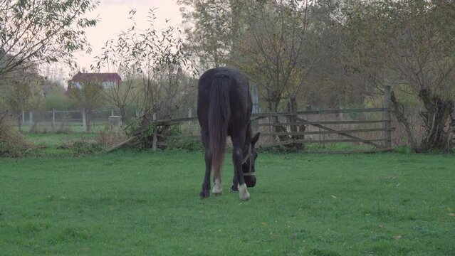 Dark horse grazing in backyard of rural house. She turned backwards to camera and wagged her tail..
