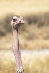 Close up of a wild ostrich roosters head and neck.