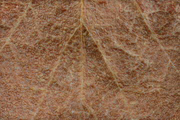 Close up of the structure of a dried copper beech leaf showing the patterns and veins