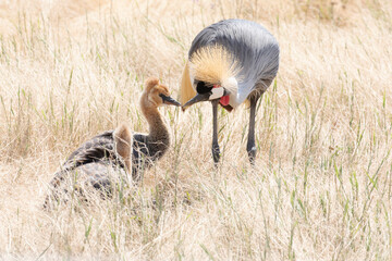 A grey crowned crane family in the dry grasslands of Africa.