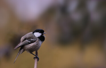 Great fear has bound the little Coal tit .