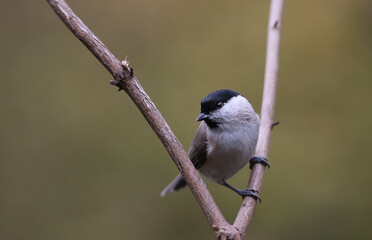 Marsh tit at the fork of the branches...