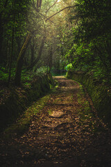 View on idyllic road through the jungle in the afternoon. Levada of Caldeirão Verde, Madeira...