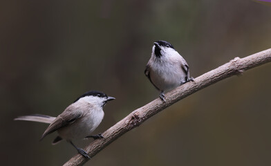 On a branch, on a blurry green background, two marsh tits...