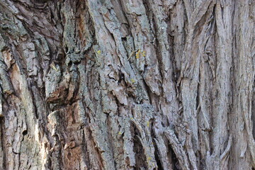 the bark of a tree for background
