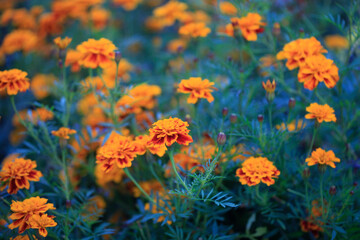 Obraz na płótnie Canvas Colorful autumn flowers in the garden