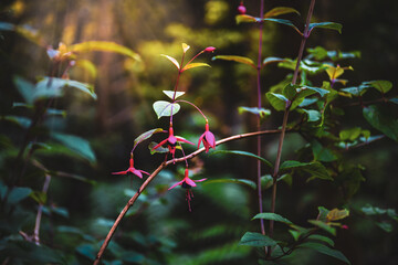 Beautiful flowers in forest with warm light atmosphere in the evening. Levada of Caldeirão Verde,...