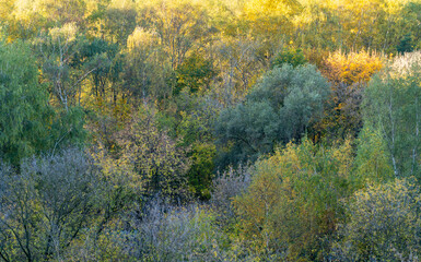 colorful autumn forest landscape texture background