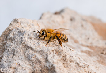 Single worker honey bee on a rock