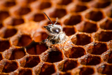 Young honey sticking head out of cell