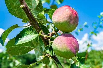 Photography on theme beautiful fruit branch apple tree