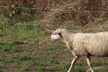 sheep in a field in autumn grazing