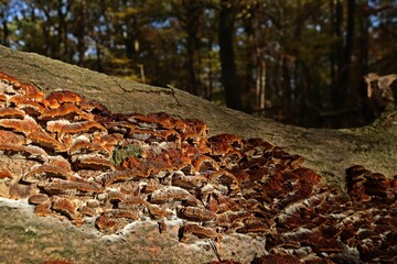 Knotiger Schillerporling, Buchen-Schillerporling (Inonotus nodulosus)