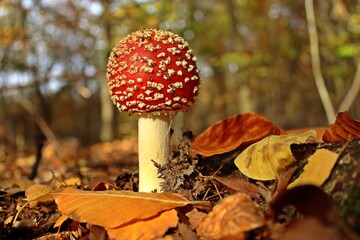 Fliegenpilz (Amanita muscaria) im Reinhardswald