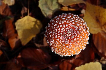 Fliegenpilz (Amanita muscaria) im Reinhardswald