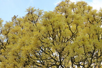 tree in autumn in vibrant colours