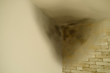corner of room, dilapidated walls and wet ceiling, gray mold on plaster, concept destruction of...